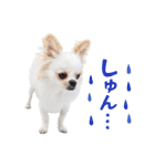 チワワのもちデス！ 実写 家族で毎日使える（個別スタンプ：37）