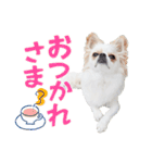 チワワのもちデス！ 実写 家族で毎日使える（個別スタンプ：38）