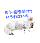 チワワのもちデス！ 実写 家族で毎日使える（個別スタンプ：39）