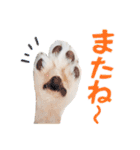 チワワのもちデス！ 実写 家族で毎日使える（個別スタンプ：40）