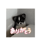 ピノ時々ミル（個別スタンプ：4）