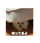 ピノ時々ミル（個別スタンプ：5）