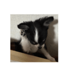 ピノ時々ミル（個別スタンプ：12）