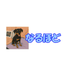 アジピン連絡スタンプ（個別スタンプ：36）