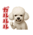 キモブサカワ12(トイプードル)（個別スタンプ：1）
