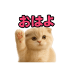 子猫verスコティッシュフォールド2（個別スタンプ：1）