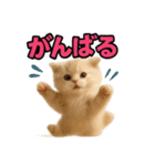 子猫verスコティッシュフォールド2（個別スタンプ：2）