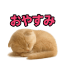 子猫verスコティッシュフォールド2（個別スタンプ：4）