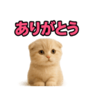 子猫verスコティッシュフォールド2（個別スタンプ：6）
