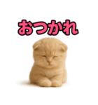 子猫verスコティッシュフォールド2（個別スタンプ：7）