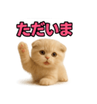 子猫verスコティッシュフォールド2（個別スタンプ：8）