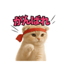 子猫verスコティッシュフォールド2（個別スタンプ：9）
