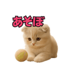 子猫verスコティッシュフォールド2（個別スタンプ：10）