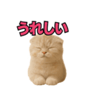 子猫verスコティッシュフォールド2（個別スタンプ：11）