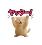 子猫verスコティッシュフォールド2（個別スタンプ：12）