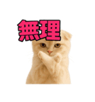 子猫verスコティッシュフォールド2（個別スタンプ：13）
