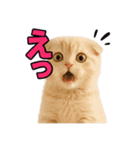 子猫verスコティッシュフォールド2（個別スタンプ：14）