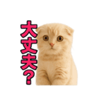 子猫verスコティッシュフォールド2（個別スタンプ：15）