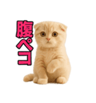 子猫verスコティッシュフォールド2（個別スタンプ：16）