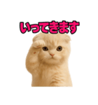 子猫verスコティッシュフォールド2（個別スタンプ：17）