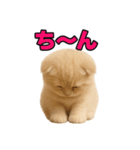 子猫verスコティッシュフォールド2（個別スタンプ：18）