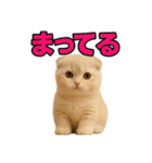 子猫verスコティッシュフォールド2（個別スタンプ：19）