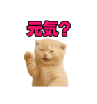 子猫verスコティッシュフォールド2（個別スタンプ：20）