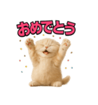 子猫verスコティッシュフォールド2（個別スタンプ：21）