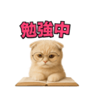 子猫verスコティッシュフォールド2（個別スタンプ：22）