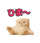 子猫verスコティッシュフォールド2（個別スタンプ：23）