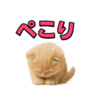 子猫verスコティッシュフォールド2（個別スタンプ：24）