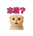 子猫verスコティッシュフォールド2（個別スタンプ：25）