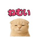 子猫verスコティッシュフォールド2（個別スタンプ：26）