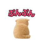 子猫verスコティッシュフォールド2（個別スタンプ：27）