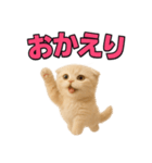 子猫verスコティッシュフォールド2（個別スタンプ：29）