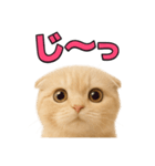 子猫verスコティッシュフォールド2（個別スタンプ：31）
