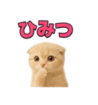 子猫verスコティッシュフォールド2（個別スタンプ：32）