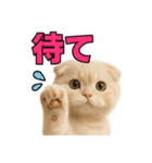子猫verスコティッシュフォールド2（個別スタンプ：33）