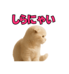子猫verスコティッシュフォールド2（個別スタンプ：34）