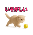 子猫verスコティッシュフォールド2（個別スタンプ：35）