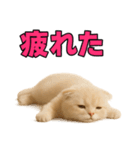 子猫verスコティッシュフォールド2（個別スタンプ：36）