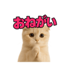 子猫verスコティッシュフォールド2（個別スタンプ：37）