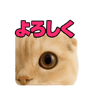 子猫verスコティッシュフォールド2（個別スタンプ：38）