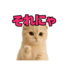 子猫verスコティッシュフォールド2（個別スタンプ：39）
