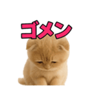 子猫verスコティッシュフォールド2（個別スタンプ：40）
