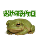 キモブサカワ13(イエアメガエル)（個別スタンプ：4）