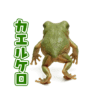 キモブサカワ13(イエアメガエル)（個別スタンプ：5）