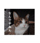 愛猫の日常スタンプ.2（個別スタンプ：2）