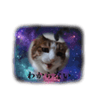 愛猫の日常スタンプ.2（個別スタンプ：8）