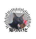 愛猫の日常スタンプ.2（個別スタンプ：9）